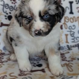 Topaz - Blue merle male Australian Shepherd puppy in Squaw Valley, California from A&M Australian Shepherds