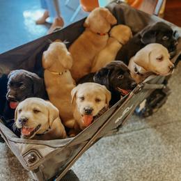 Labrador Retriever Puppies from Landon J Farms Labrador Retrievers