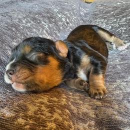 Boy 1 - Tri-color male Cavalier King Charles Spaniel puppy in Mt Jackson, Virginia from Carters Cavaliers