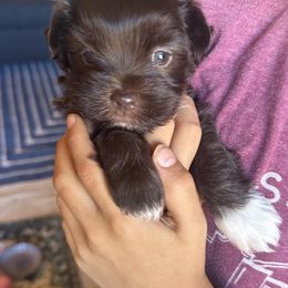 Girl - Chocolate female Havanese puppy in Arizona from HavaDoggie