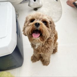 Callie - Cavapoo