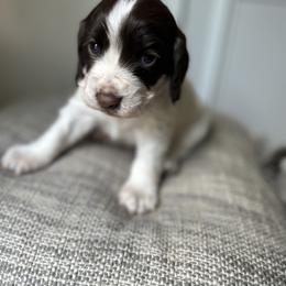 Girl 1 - Liver and white female English Cocker Spaniel puppy in Martinez, Georgia from River Trail Kennels