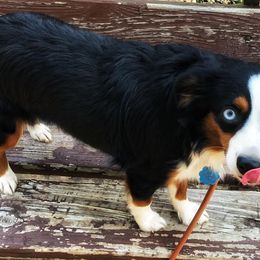Miniature Australian Shepherd and Toy Australian Shepherd All Grown Up from Gamel’s Ausome Aussies
