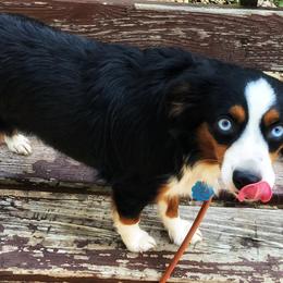 Miniature Australian Shepherd and Toy Australian Shepherd All Grown Up from Gamel’s Ausome Aussies