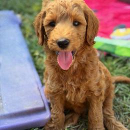 Mikey - Apricot male Goldendoodle puppy in Willacoochee, Georgia from Kitandkboodle's Doodles