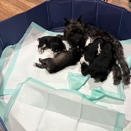 Miniature Schnauzer Puppies from DBee's Darlings