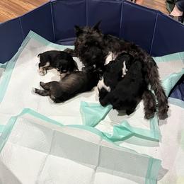 Miniature Schnauzer Puppies from DBee's Darlings