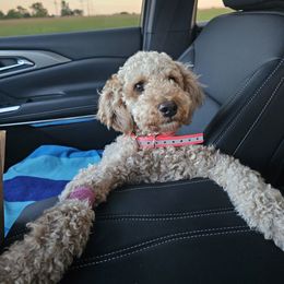 Dallas - Apricot female Goldendoodle puppy in Forest, Ohio from Mini Doodle Buddies