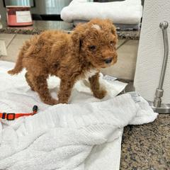 Orange Collar Male - Red male Double Doodle puppy in Killeen, Texas from Parrish Precious Ones Texas