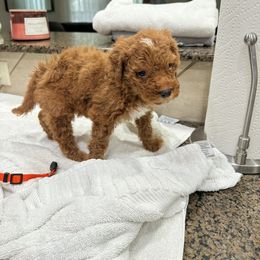 Orange Collar Male - Red male Double Doodle puppy in Killeen, Texas from Parrish Precious Ones Texas