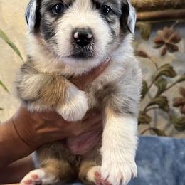 Australian Shepherd and Miniature Australian Shepherd Puppies from Puppy Love Ranch Mini Aussies