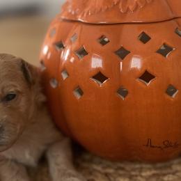 Goldendoodles from Krista Taylor
