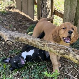 French Bulldog and Golden Retriever Puppies from KY Doodle Bears LLC