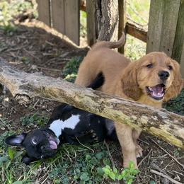 French Bulldog and Golden Retriever Puppies from KY Doodle Bears LLC