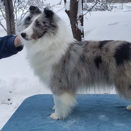 Roxy - Shetland Sheepdog