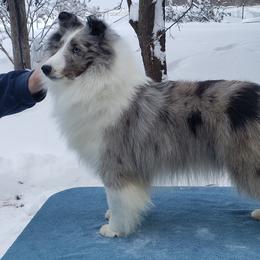 Roxy - Shetland Sheepdog