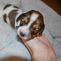 Lynette - Piebald female Dachshund puppy in Eufaula, Alabama from B’s Dachshunds