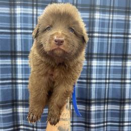 Blue collar - Liver male German Shepherd puppy in Pelham, North Carolina from P & P Shepherds