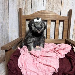 Summer - Salt and pepper female Miniature Schnauzer puppy in Macks Creek, Missouri from Fluffy Buttz