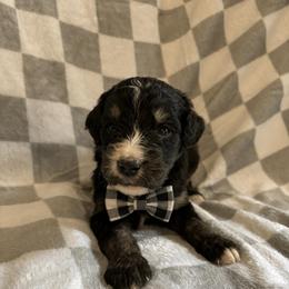 Ponderosa - Phantom male Bernedoodle puppy in Holden, Missouri from Mid-West Bernedoodles