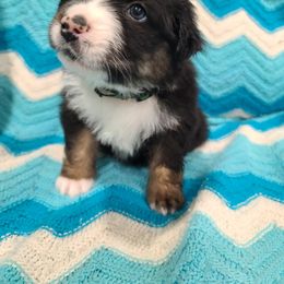 Australian Shepherd Puppies from Whitfarm Aussies