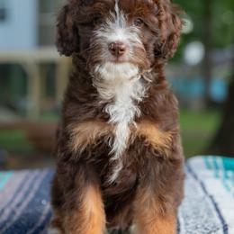 Honey Graham - Brown and white male Aussiedoodle puppy in Mountain Home, Arkansas from Amos and Oak Doodles