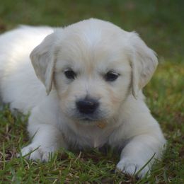Goldendoodle and Golden Retriever Puppies from Magical Goldens
