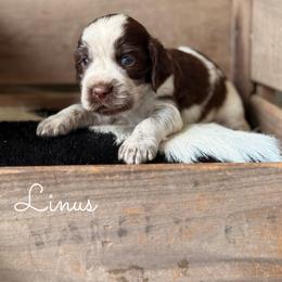 Linus - Liver white and roan male English Springer Spaniel puppy in Uvalda, Georgia from Willow Creek Farms