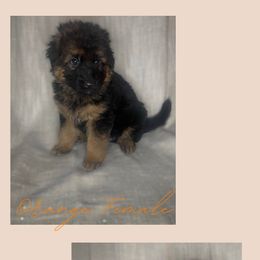 German Shepherd Puppies from MK German Shepherds LLC