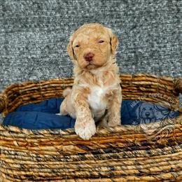 Amethyst - Cream female Goldendoodle puppy in Chattanooga, Tennessee from Hilltop Cuddle Pups