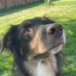 Rudy - Australian Shepherd