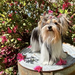 Aurora - Biewer Terrier
