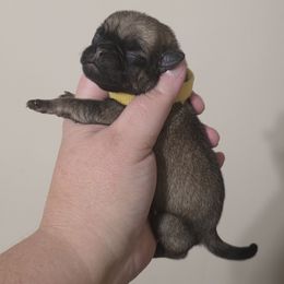 Girl 2 - Fawn female Pug puppy in Olin, North Carolina from Piggy Pugs