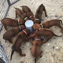 Rhodesian Ridgeback Puppies from Mafigeni Ridgebacks