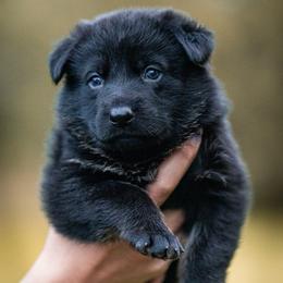 Sunshine - Bi-color female German Shepherd puppy in Salem, Ohio from von den Kilöff Working German Shepherds
