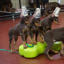 Doberman Pinscher Puppies from Laurel Vail