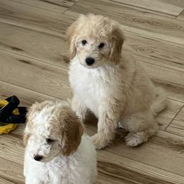 Goldendoodle Puppies from Tumbling Creek GoldenDoodles