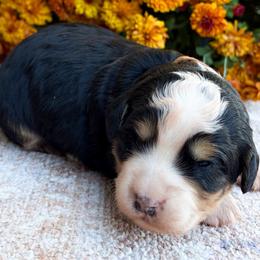 Hickory - Black and white male Bernedoodle puppy in Sugarcreek, Ohio from Angel Valley Berners