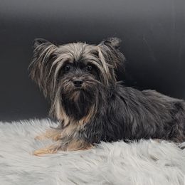 Maggie - Yorkshire Terrier