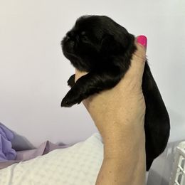 Shih Tzu Puppies from LaDawn’s Little Lions