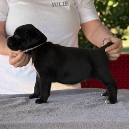 Silver Collar R - Black male Cane Corso puppy in Paris, Texas from Knucklehead Cane Corso