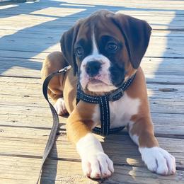 Boxer Puppies from Archangel Boxers