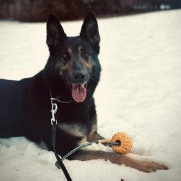 Xony - German Shepherd