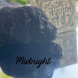 Midnight - Black male Poodle puppy in Dayton, Texas from Wolfe Island Poodles