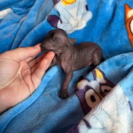 Catwoman - Black white and tan female Xoloitzcuintli puppy in Manitowoc, Wisconsin from Wonderland Kennel