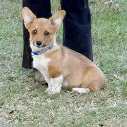 Mr Gold - Red male Pembroke Welsh Corgi puppy in Athens, Texas from Ricochet Corgis