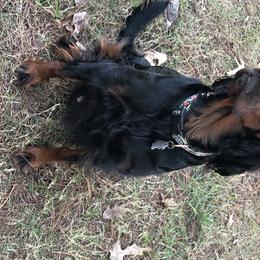 Brixx - Gordon Setter