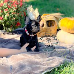 Jessie - Tricolors female French Bulldog puppy in Strunk, Kentucky from Waters Edge French Bulldogs LLC