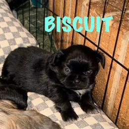 Biscuit - Black and white male Shih Tzu puppy in Hull, Georgia from Precious to the world Shih Tzu’s