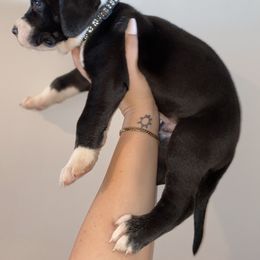 Great Dane Puppies from RP DANES